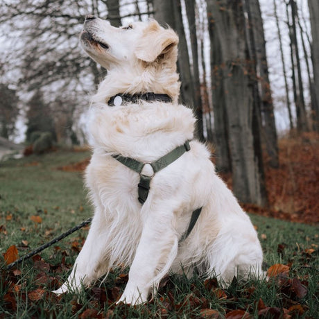 Lippa Hundehalsbånd med AirTag 1. & 2. Gen. Cover - Small - Sort